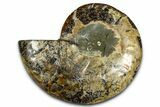 Cut & Polished Ammonite Fossil (Half) - Madagascar #364886-1